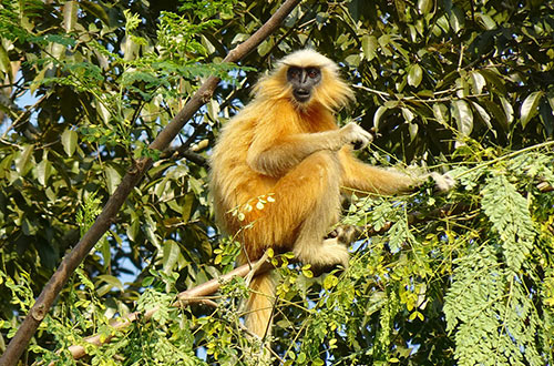 golden-langur-assam-india