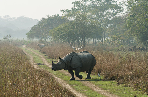 rhinoceros-in-the-wild