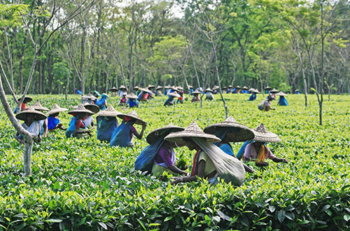 tea-estate-india