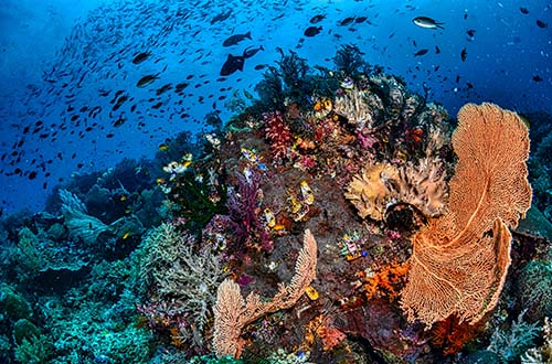 coral-reef-indonesia