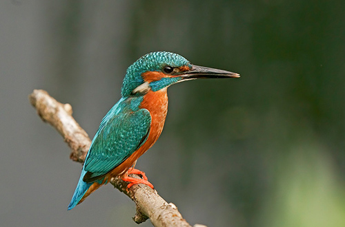 kingfishers