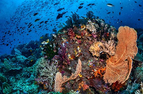 raja-ampat-coral-reefs