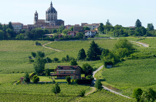 Vineyards-Monferrato-Nizza-Monferrato