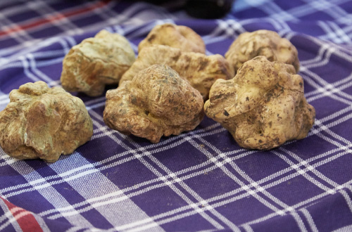 White-Alba-truffles