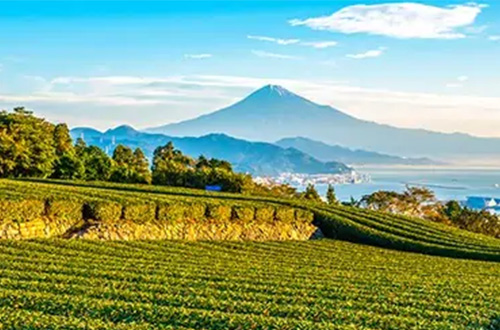 shimizu-scenic-plot-views-with-mt-fuji-background