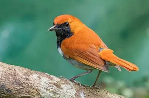 ryukyu-robins-kagojima-japan