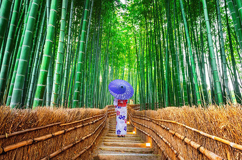 arashiyama-bamboo-grove-kyoto-japan-shutterstock_1174876909