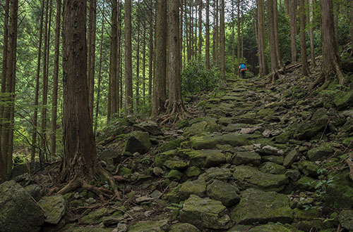 kumano-kodo-forest