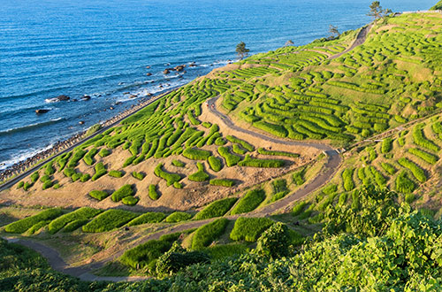 maruyama-senmaida-rice-terraces-kumano-japan-aerial