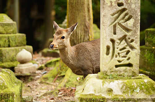 nara-japan-deer