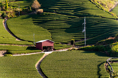 wazuka-village-kyoto-japan-tea-plantation