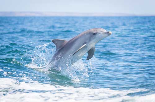 kangaroo-island-south-australia-dolphin-wildlife