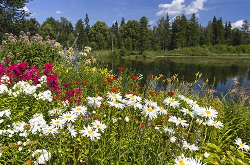 estonia-flower