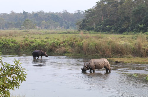 Rhino-Chitwan