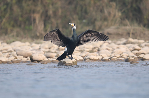 jungle-lodge-bird