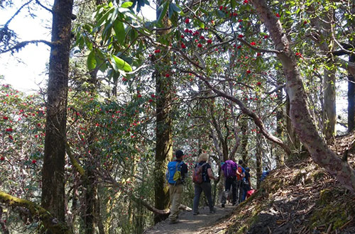 rhododendron-forest