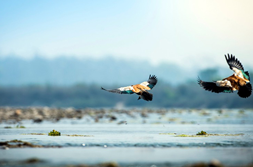 taj-meghauli-serai-birds