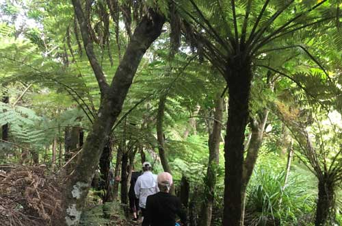 waiheke-island-new-zealand-te-ara-hura