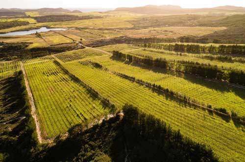 carrington-estate-winery-new-zealand