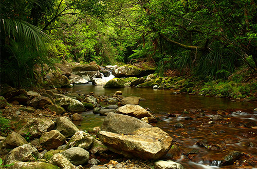 coromandel-forest-coromandel-peninsula