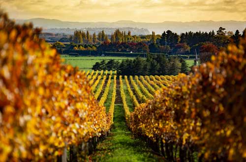 hawke's-bay-wineries-new-zealand