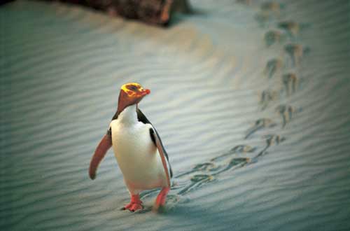 Penguin-Place-Otago-new-zealand