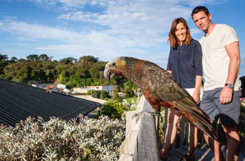 StewartIsland-bird-new-zealand