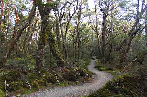 kepler-track-new-zealand