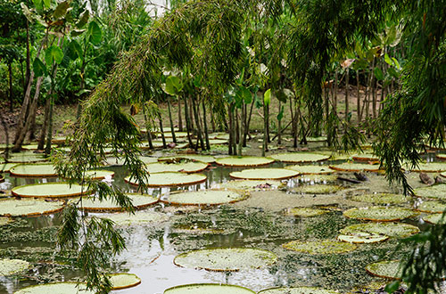 amazon-river-lily-pads