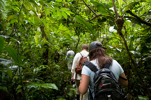 aqua-nera-jungle-trekking-tree