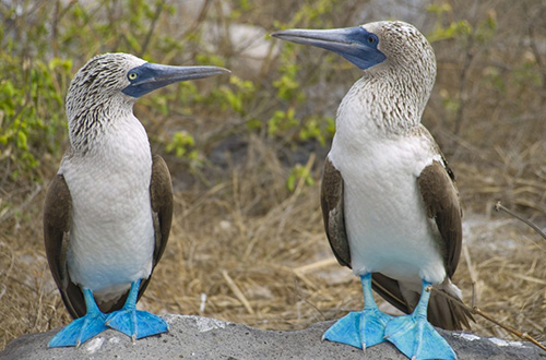 galapagos-bird