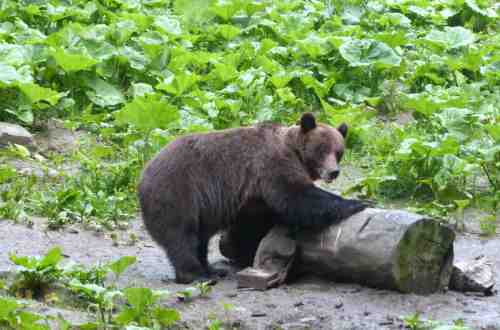 brown-bear-carpathian-mountains-romania-europe