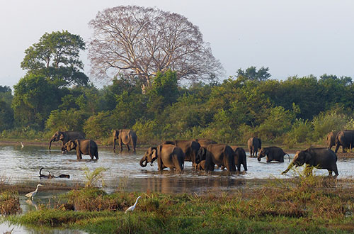 elephants-sri-lanka