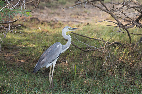 grey-heron-bundala-national-park-hambantota-sri-lanka-shutterstock1057888253