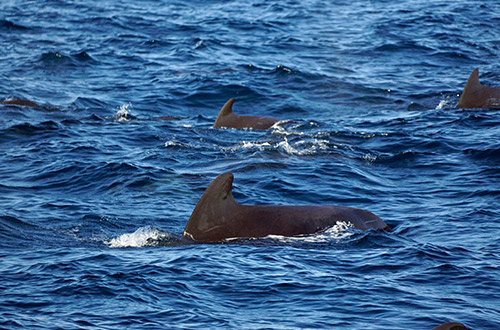 sperm-whale-shutterstock2616600565