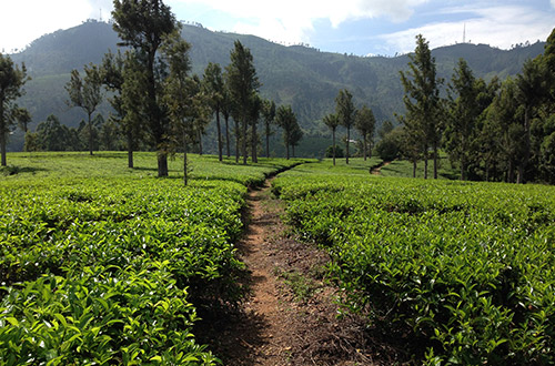 tea-plantation-bandarawela-badulla-sri-lanka-shutterstock721782196