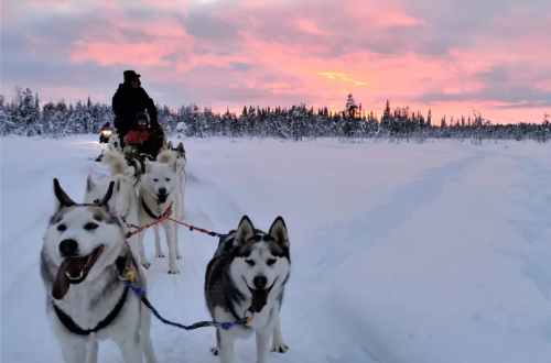 sweden-arctic-circle-sled-husky-snow