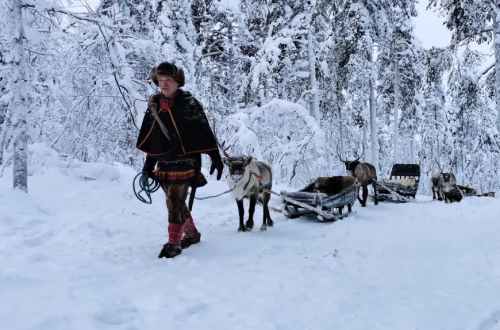 Man sledding with huskies in the snow in Sweden's Arctic Circle