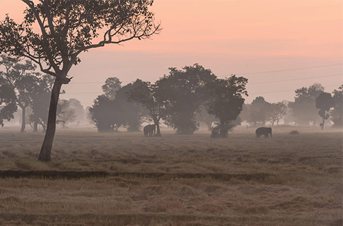 four-seasons-tented-camp-golden-triangle-chiang-rai-thailand-elephants-experience