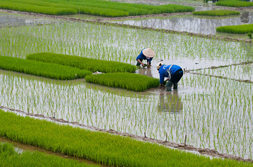 vietnam-rice-paddy-fields-view