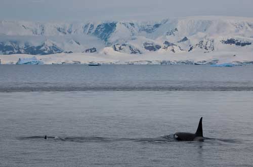 south-georgia-falkland-islands-antartica-cruise-whale-watching