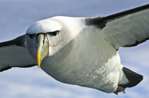 antartica-cruise-albatross-bird-wildlife