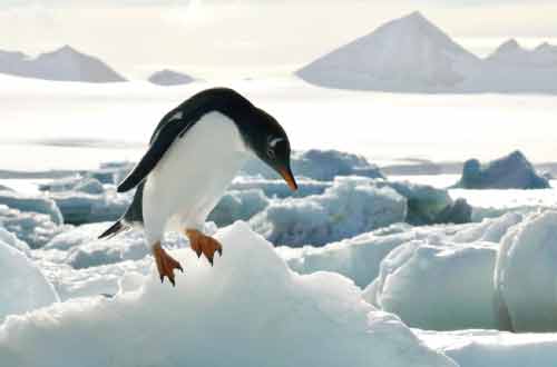 antartica-cruise-gentoo-penguin