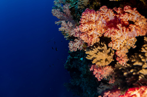 great-barrier-reef-cruise-australia-queensland-Osprey-reef-diving