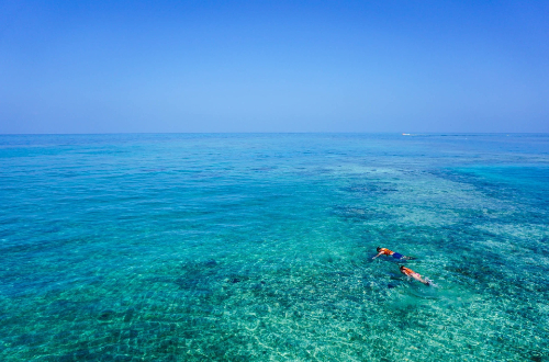 isla-contadora-panama-snorkel-beach-island-sealife