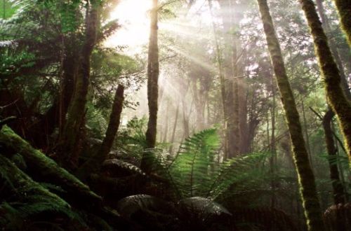 tarkine-rainforest-australia-tasmania