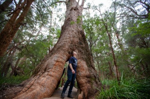 Tall-timber-country-australia