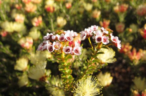 western-wedge-wildflower-safari-wild-flowers