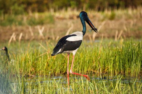 Arnhemland-Wetlands