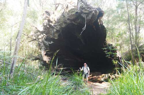 bibbulmun-track-walk-walpole-to-denmark-western-australia